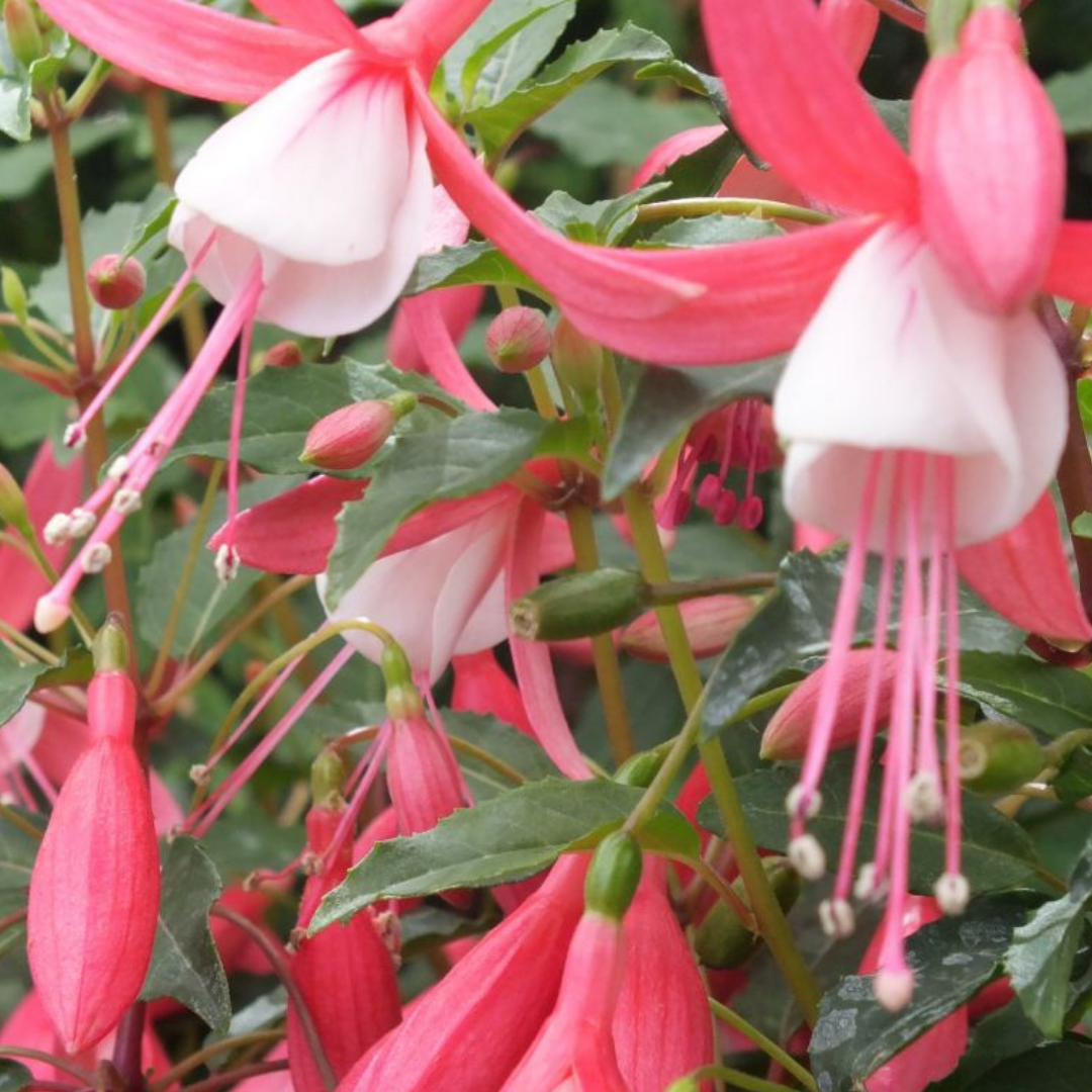 Fuchsia 'Bella Lisa' from Cedar Nursery, Cobham