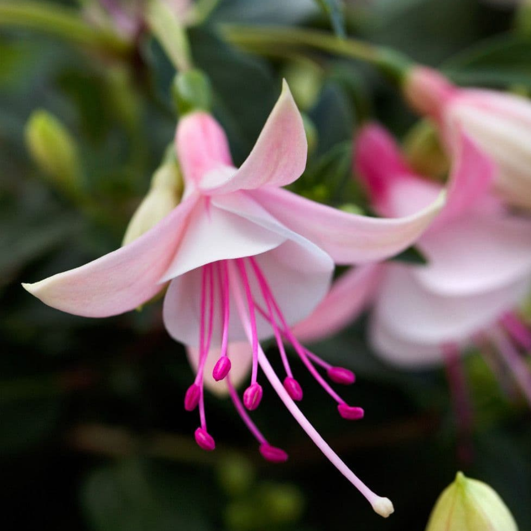 Fuchsia 'Bella Lisa' from Cedar Nursery, Cobham