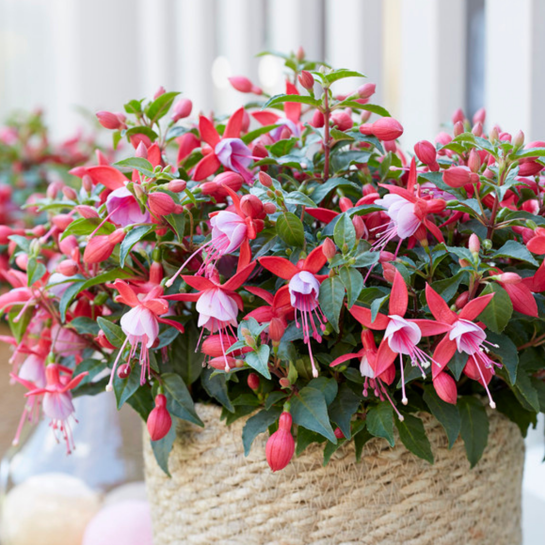 Fuchsia 'Bella Nikita' from Cedar Nursery, Cobham