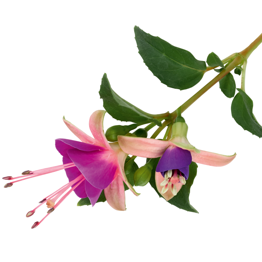 Fuchsia 'Diva Light Pink and Purple' from Cedar Nursery, Cobham