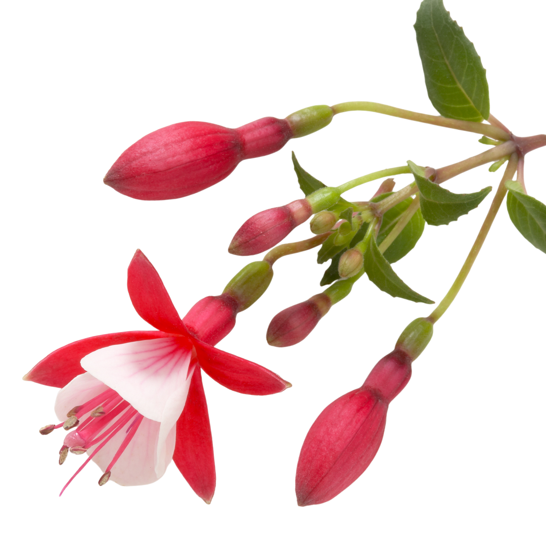Fuchsia 'Diva Red and White' from Cedar Nursery, Cobham