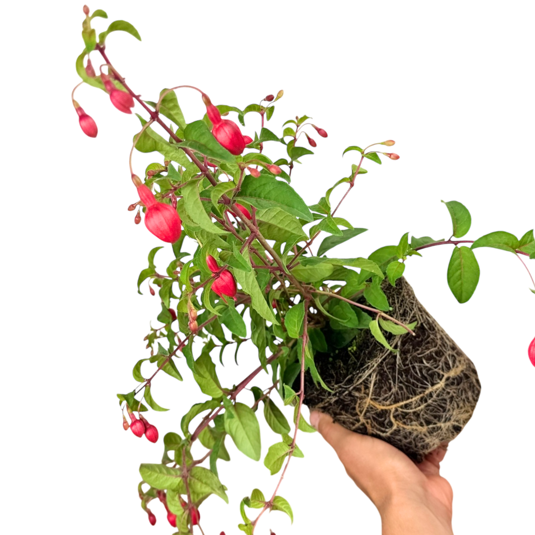 Fuchsia 'Snowcap' (d) from Cedar Nursery, Cobham