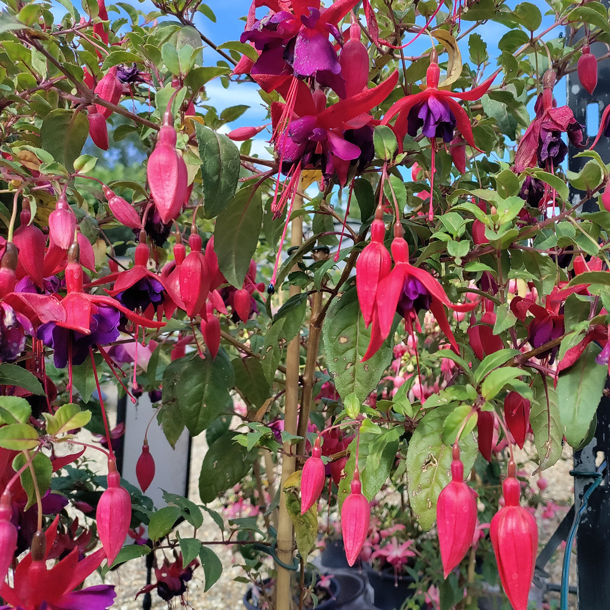 Bunch of pink and red fuchsia flowers with green leaves at Cedar Nursery Cobham