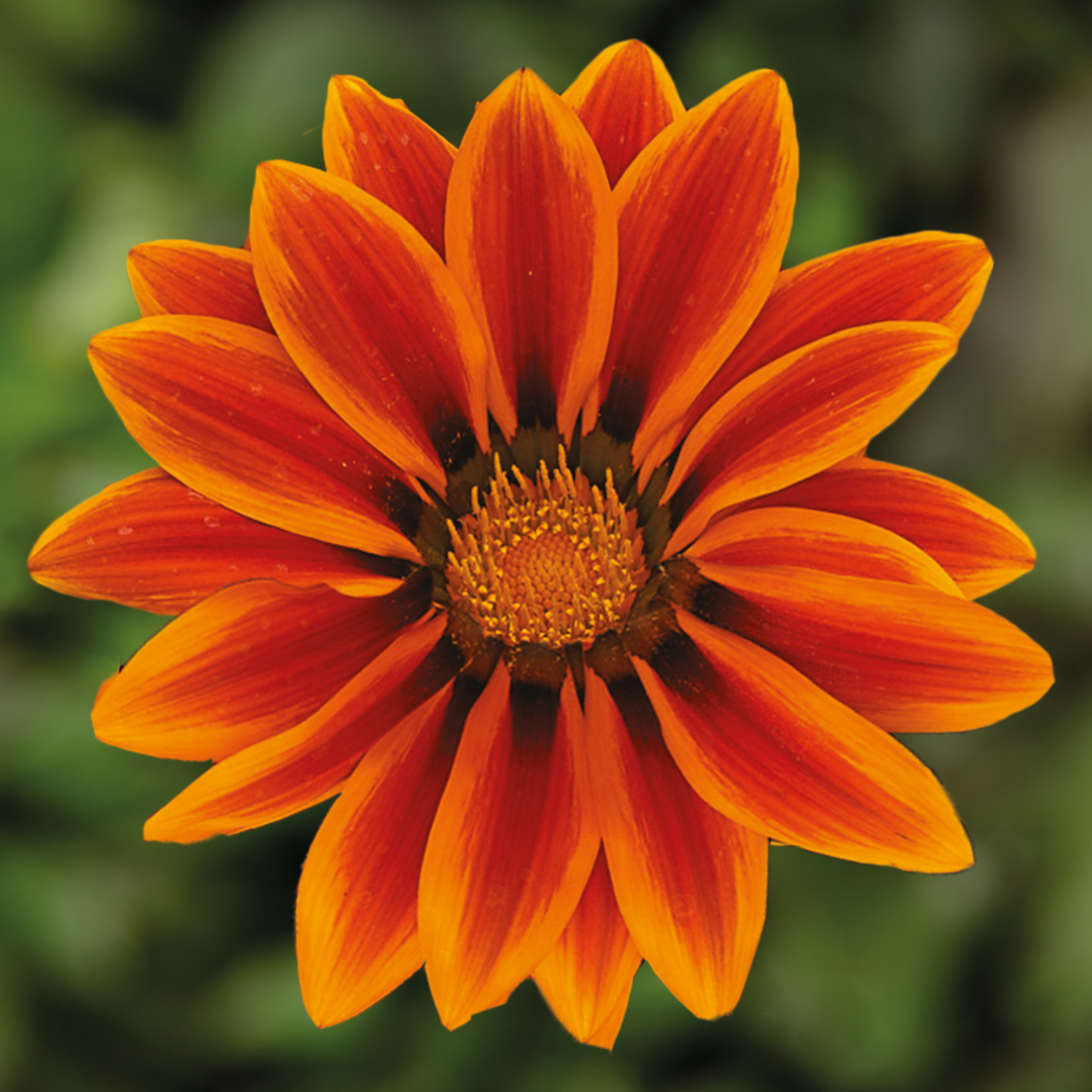Gazania 'Kiss Orange Flame' from Cedar Nursery, Cobham