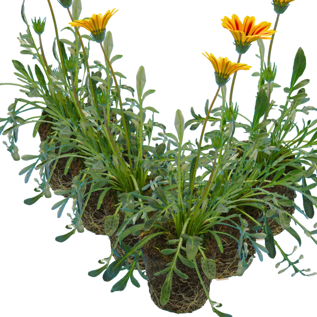 Gazania 'Kiss Orange Flame' from Cedar Nursery, Cobham