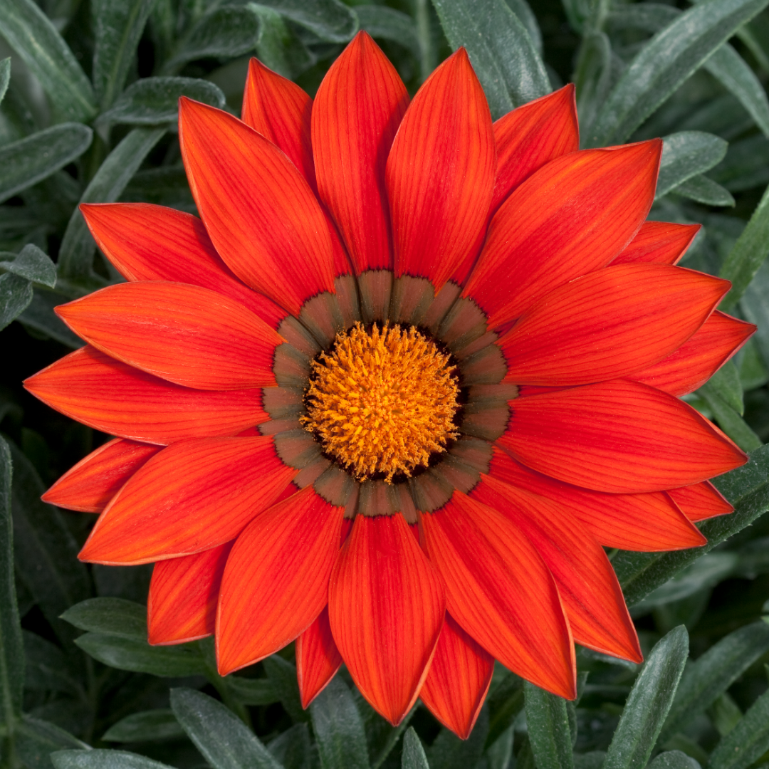 Gazania 'Kiss Red' from Cedar Nursery, Cobham