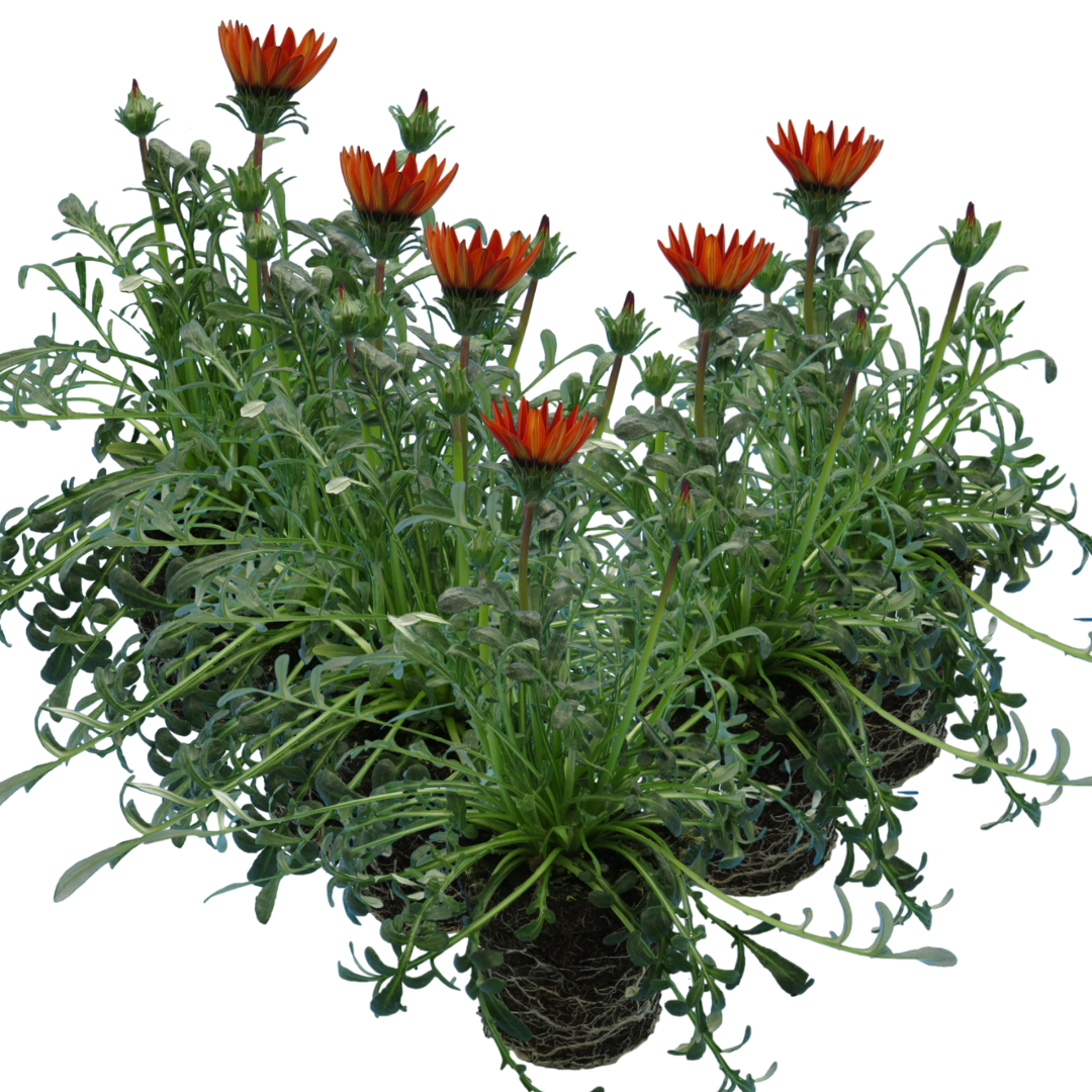 Gazania 'Kiss Red' from Cedar Nursery, Cobham
