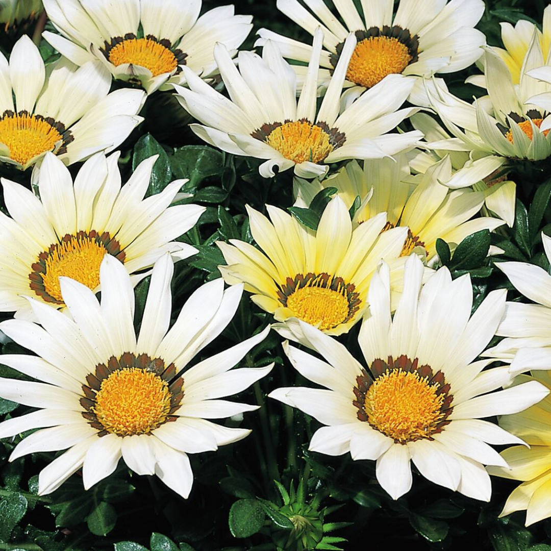 Gazania 'Kiss White' from Cedar Nursery, Cobham