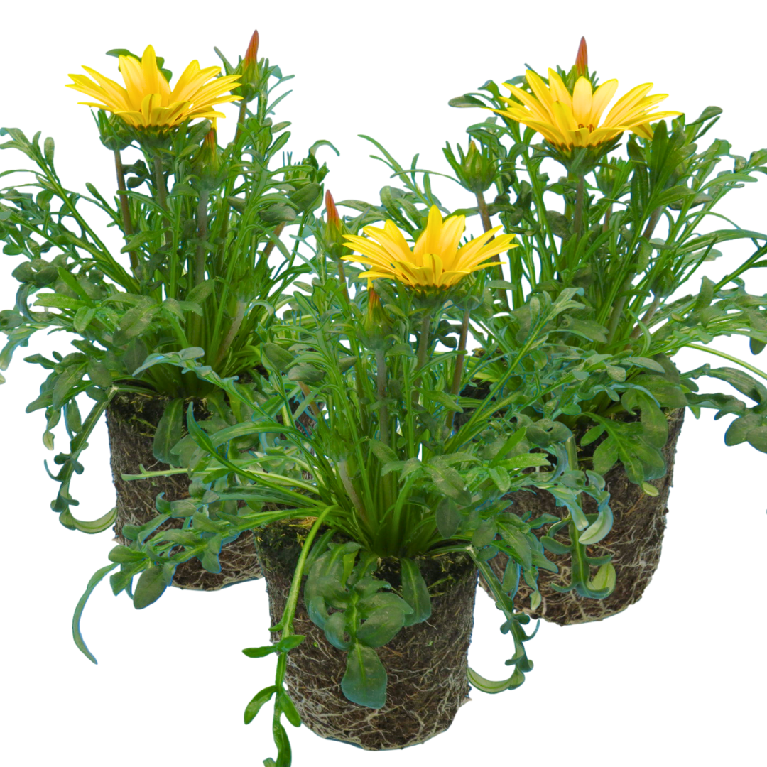 Gazania 'Kiss Yellow' from Cedar Nursery, Cobham