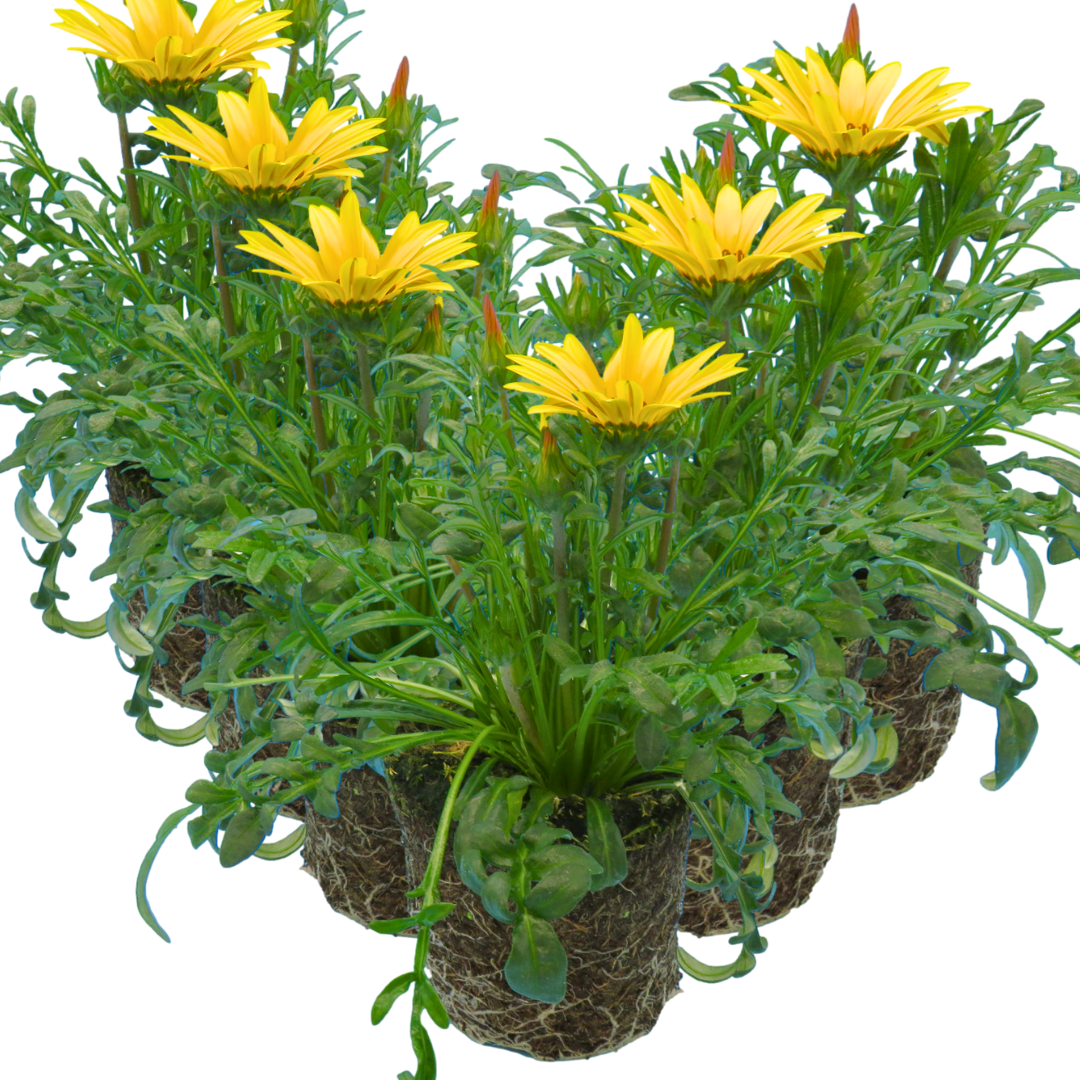 Gazania 'Kiss Yellow' from Cedar Nursery, Cobham