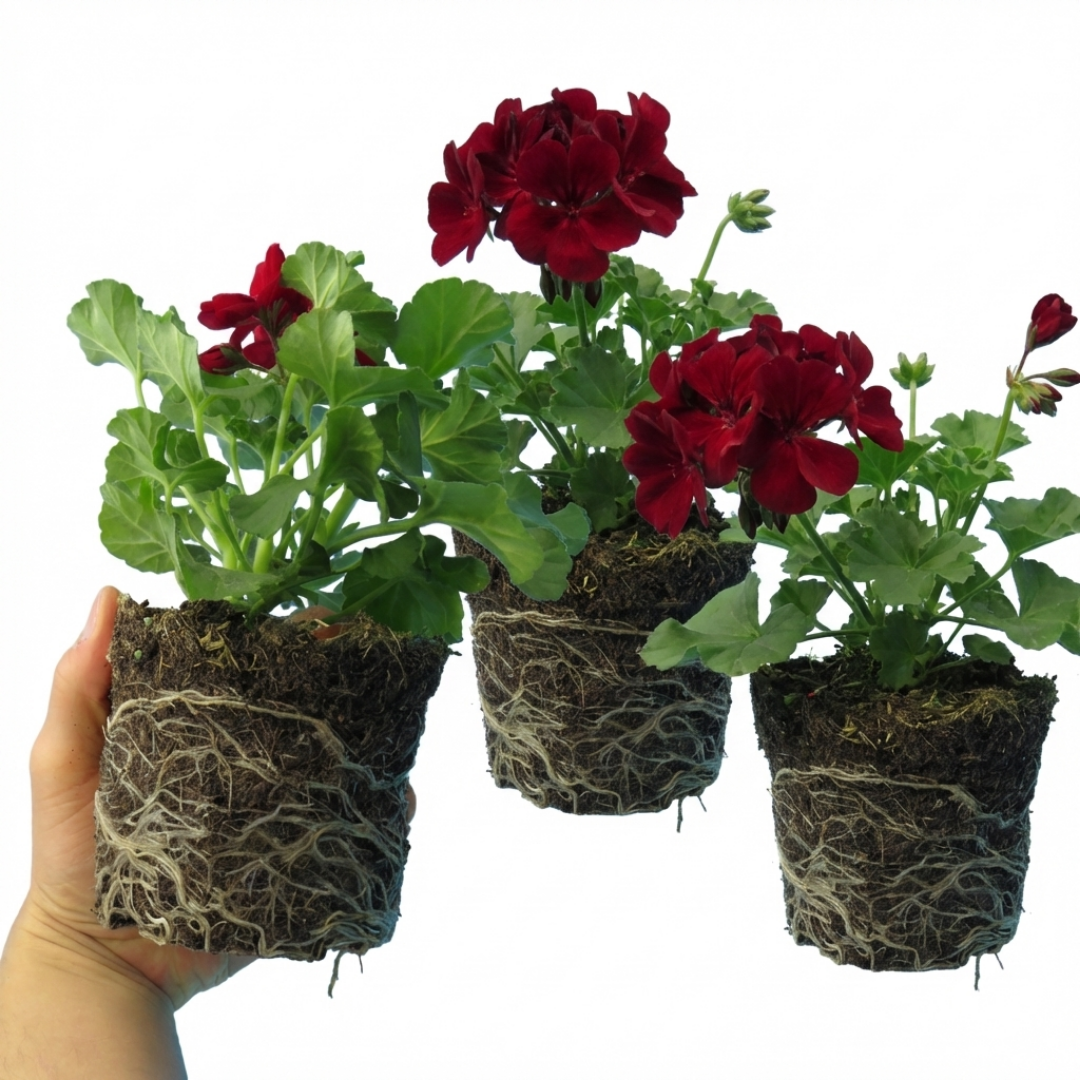 Pelargonium 'Calliope Dark Red' (Zonal-ivy hybrid Geranium)