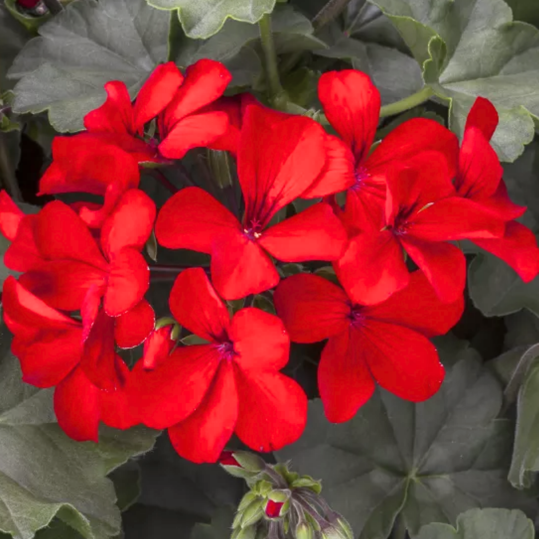 Pelargonium 'Calliope Landscape Fire' (Zonal-ivy hybrid Geranium) from Cedar Nursery, Cobham