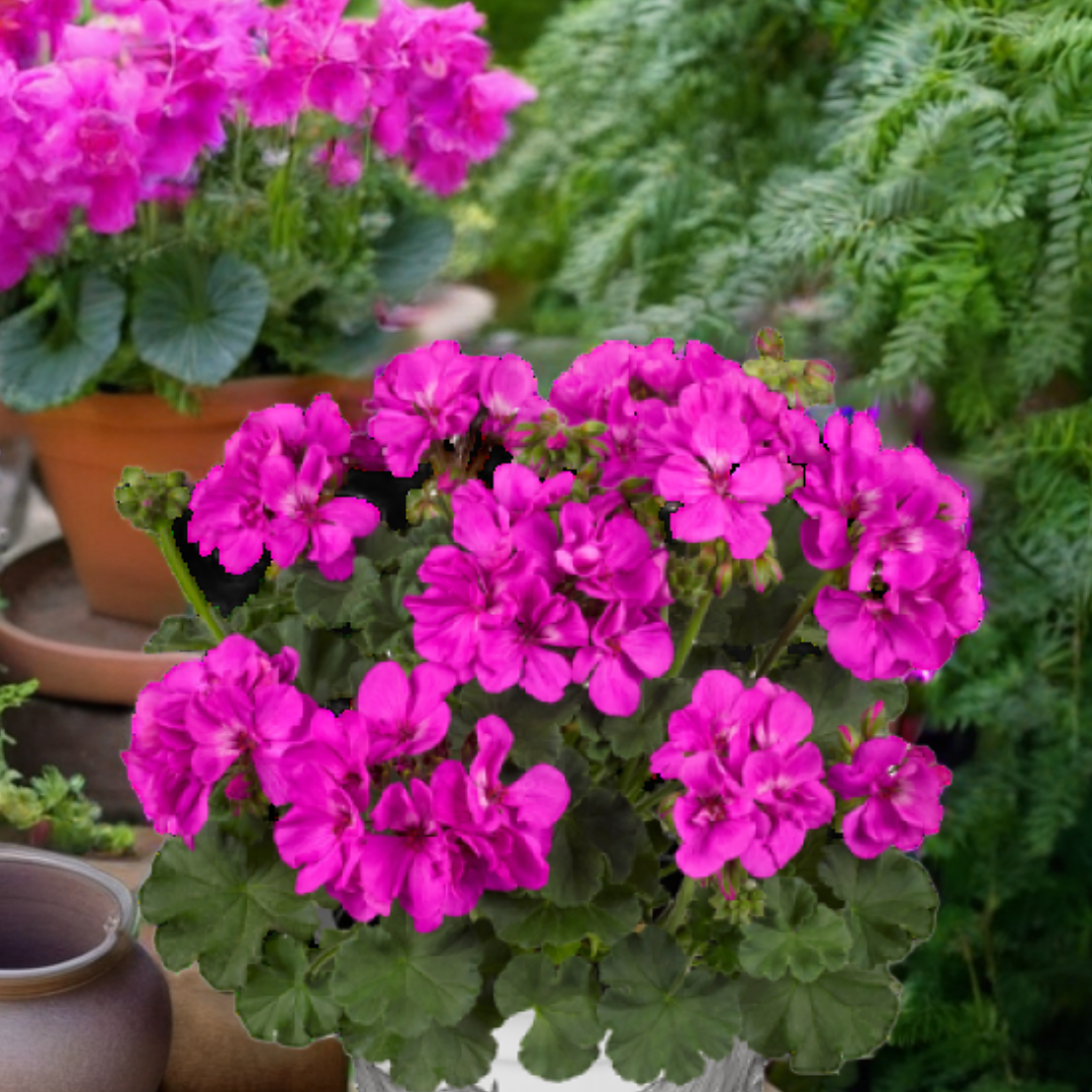 Pelargonium Toscana 'Dolce Vita Evi Blue' (Zonal Geranium) from Cedar Nursery, Cobham