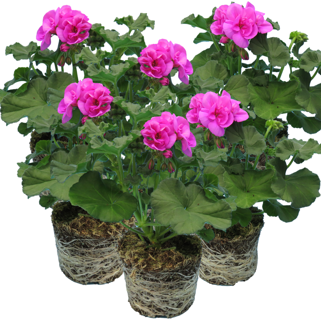 Pelargonium Toscana 'Dolce Vita Evi Blue' (Zonal Geranium) from Cedar Nursery, Cobham