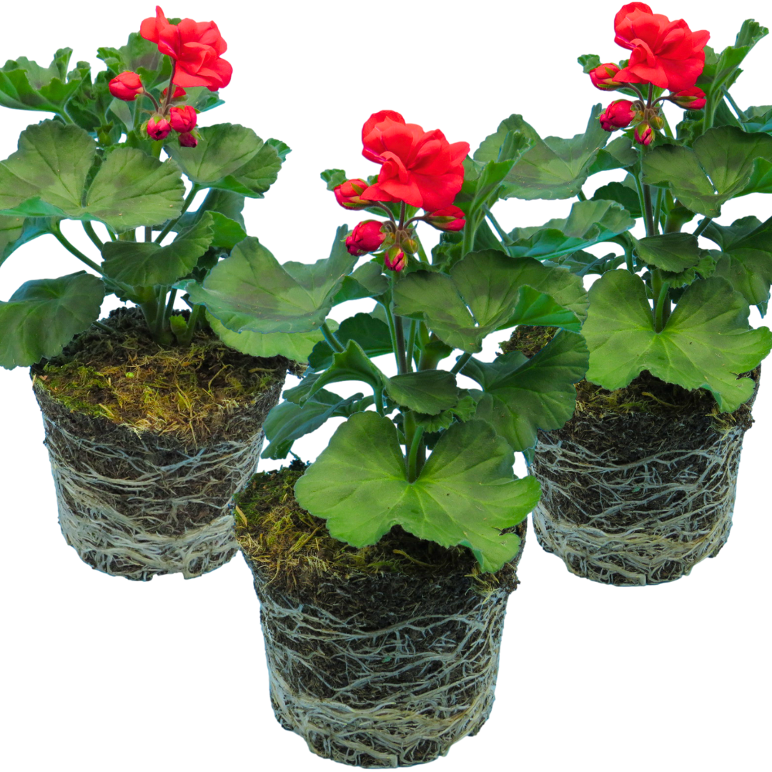 Pelargonium Toscana 'Dolce Vita Mylena / Gisela / Smart Senna' (Zonal Geranium)