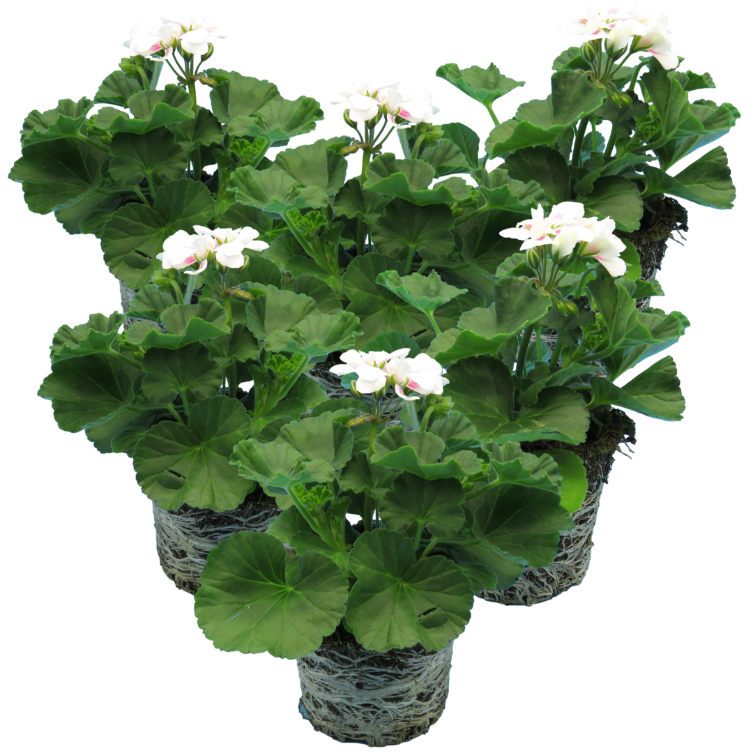 Pelargonium Toscana 'Dolce Vita Stella' (Zonal Geranium)