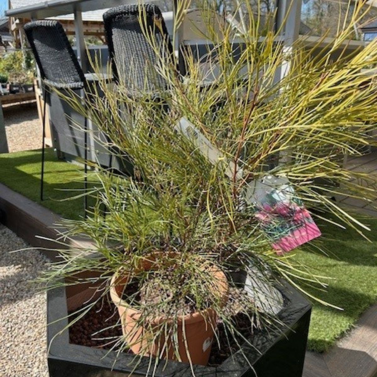 Grevillea johnsonii