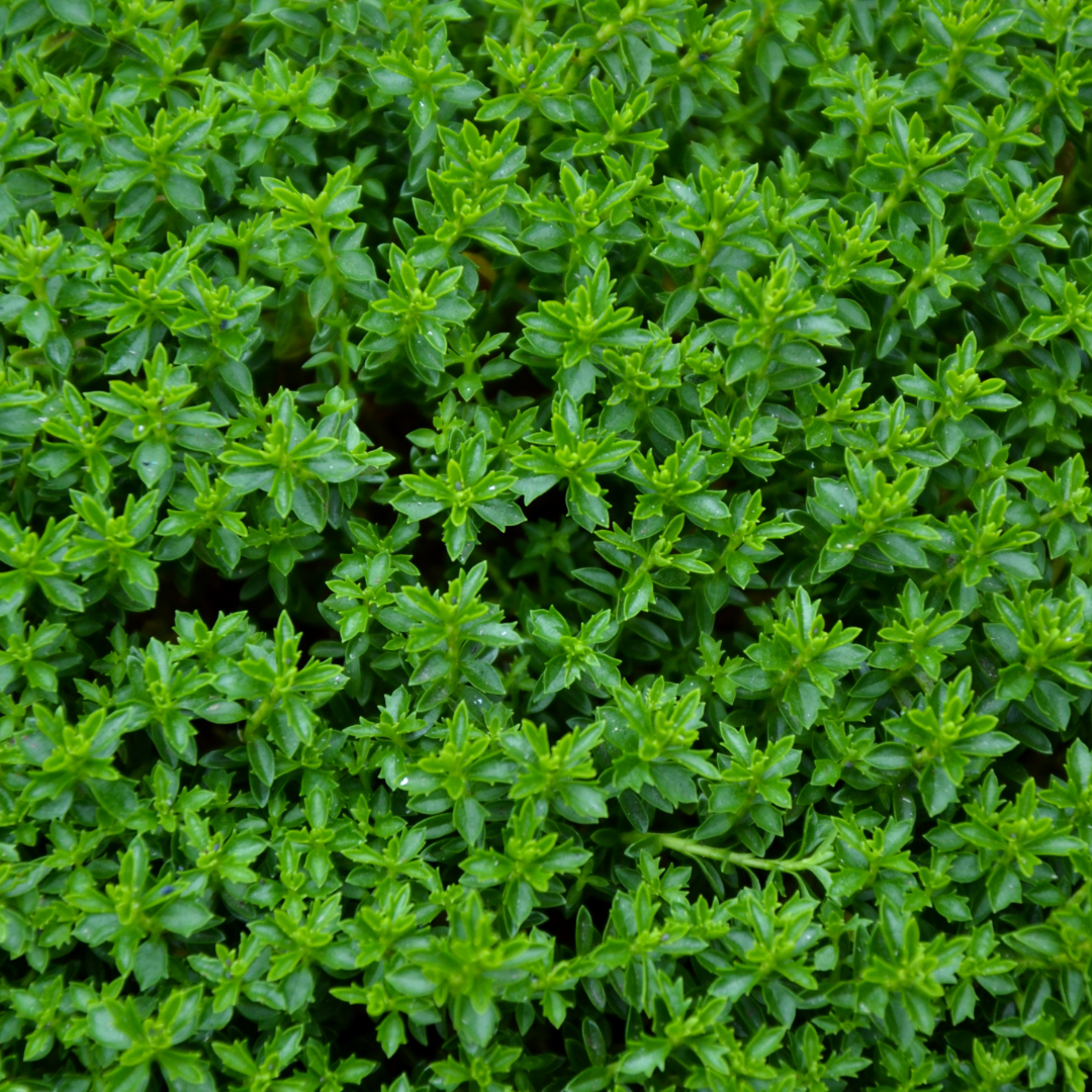 Hebe Green Globe 2L at Cedar Nursery Surrey