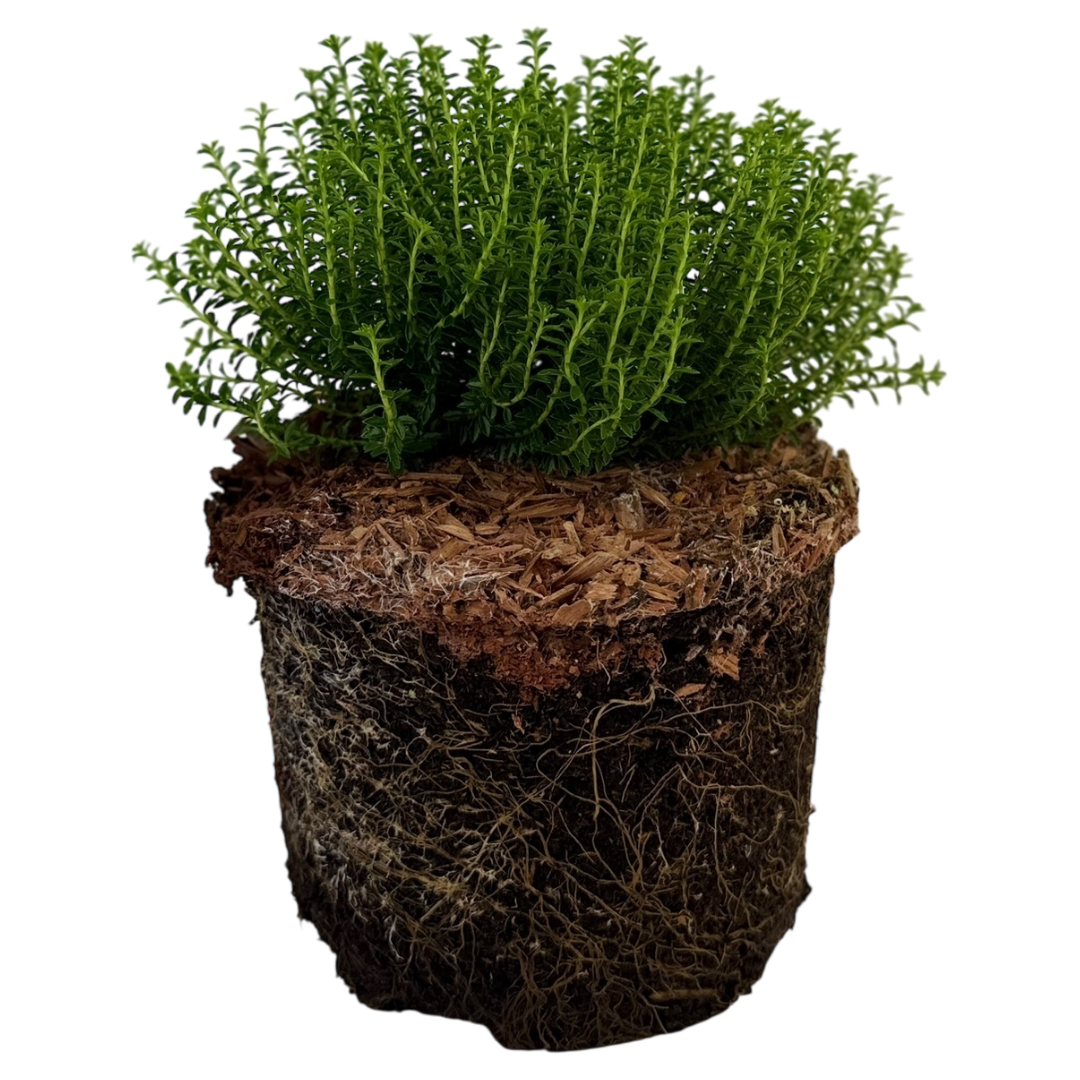 Hebe Green Globe 2L at Cedar Nursery Surrey