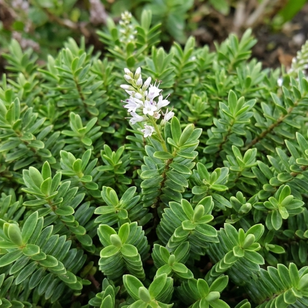 Hebe Little Leaves Green 2L at Cedar Nursery Surrey