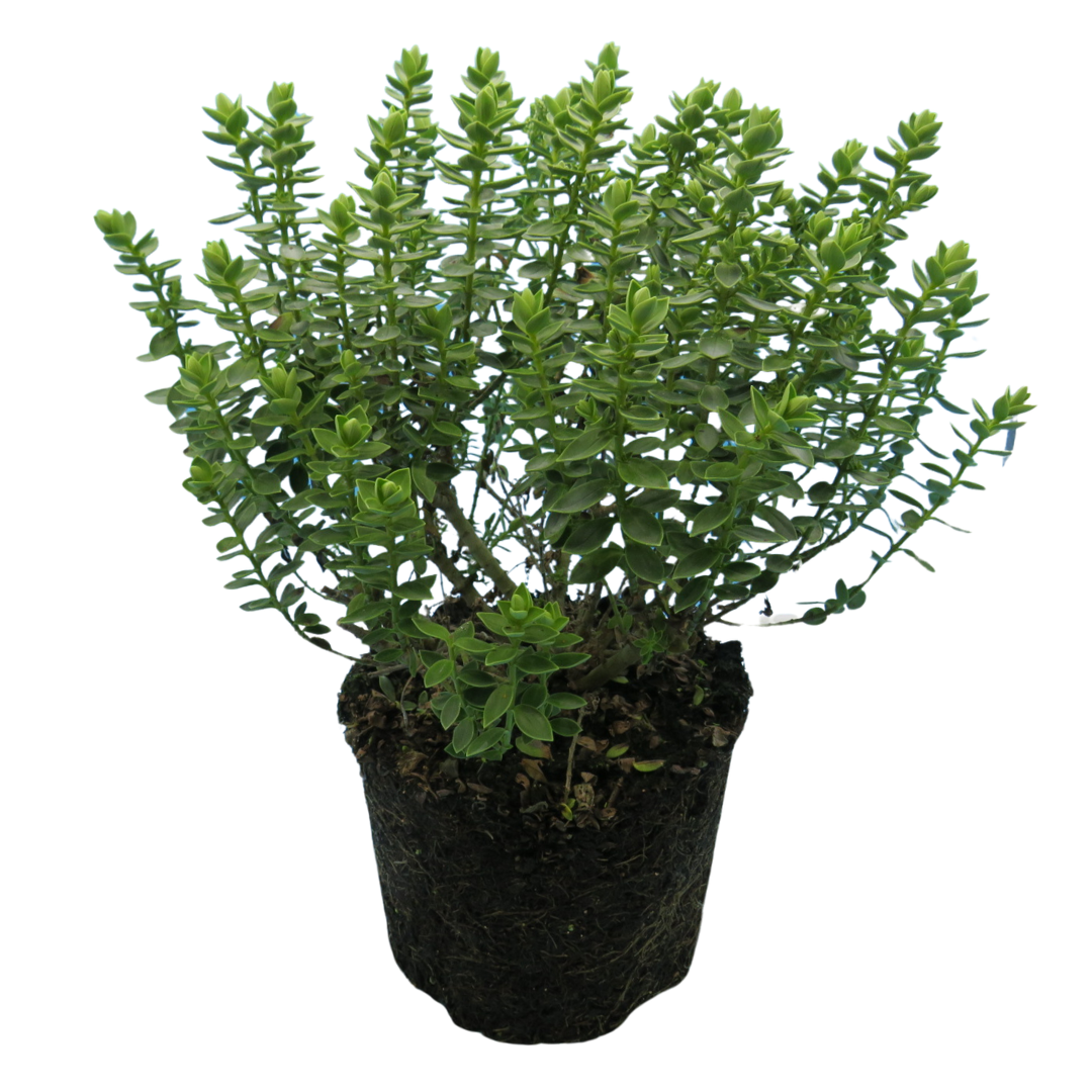 Hebe Little Leaves Grey 2L at Cedar Nursery Surrey