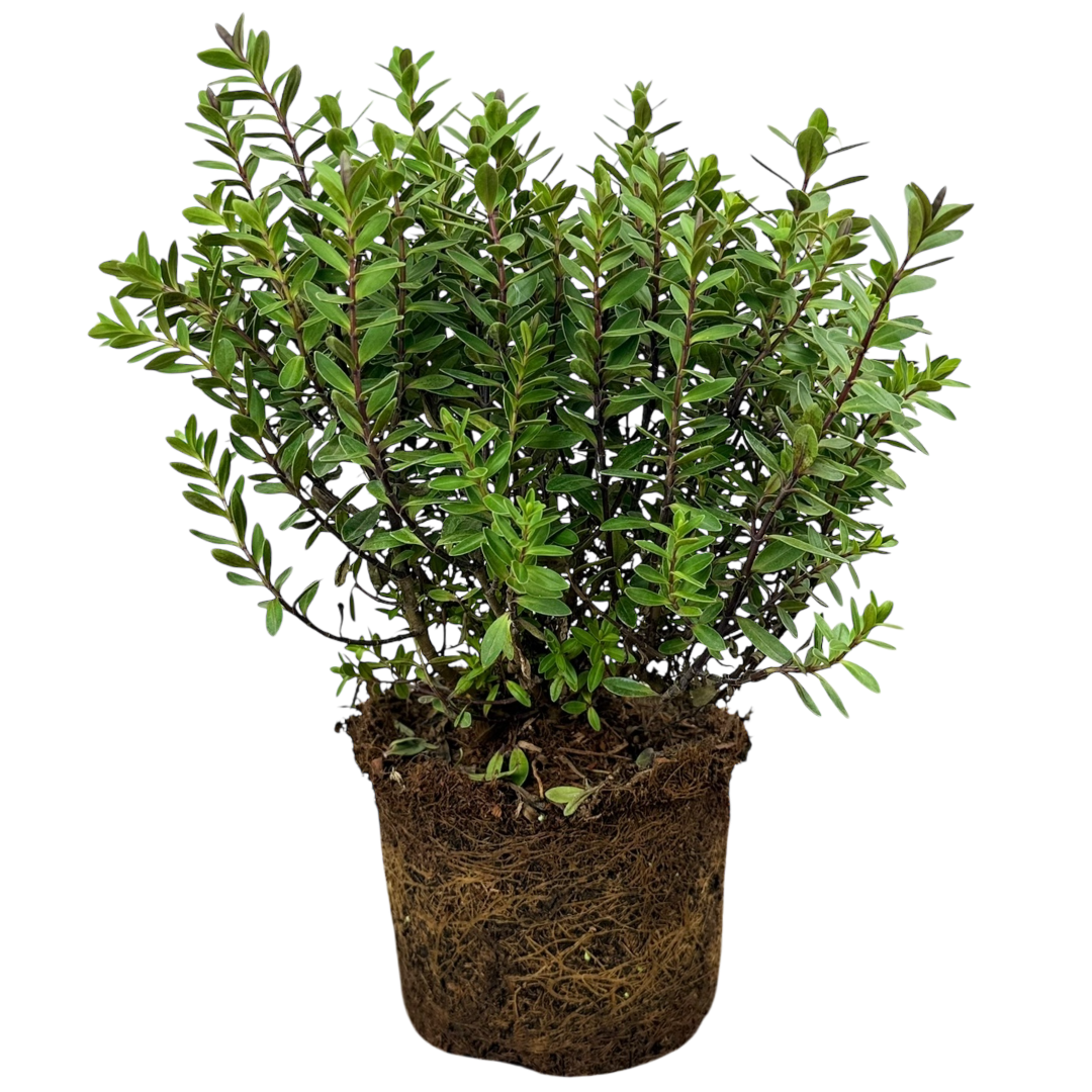 Hebe Little Leaves Red 2L at Cedar Nursery Surrey