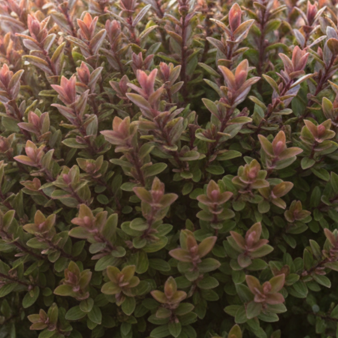 Hebe Little Leaves Red 2L at Cedar Nursery Surrey