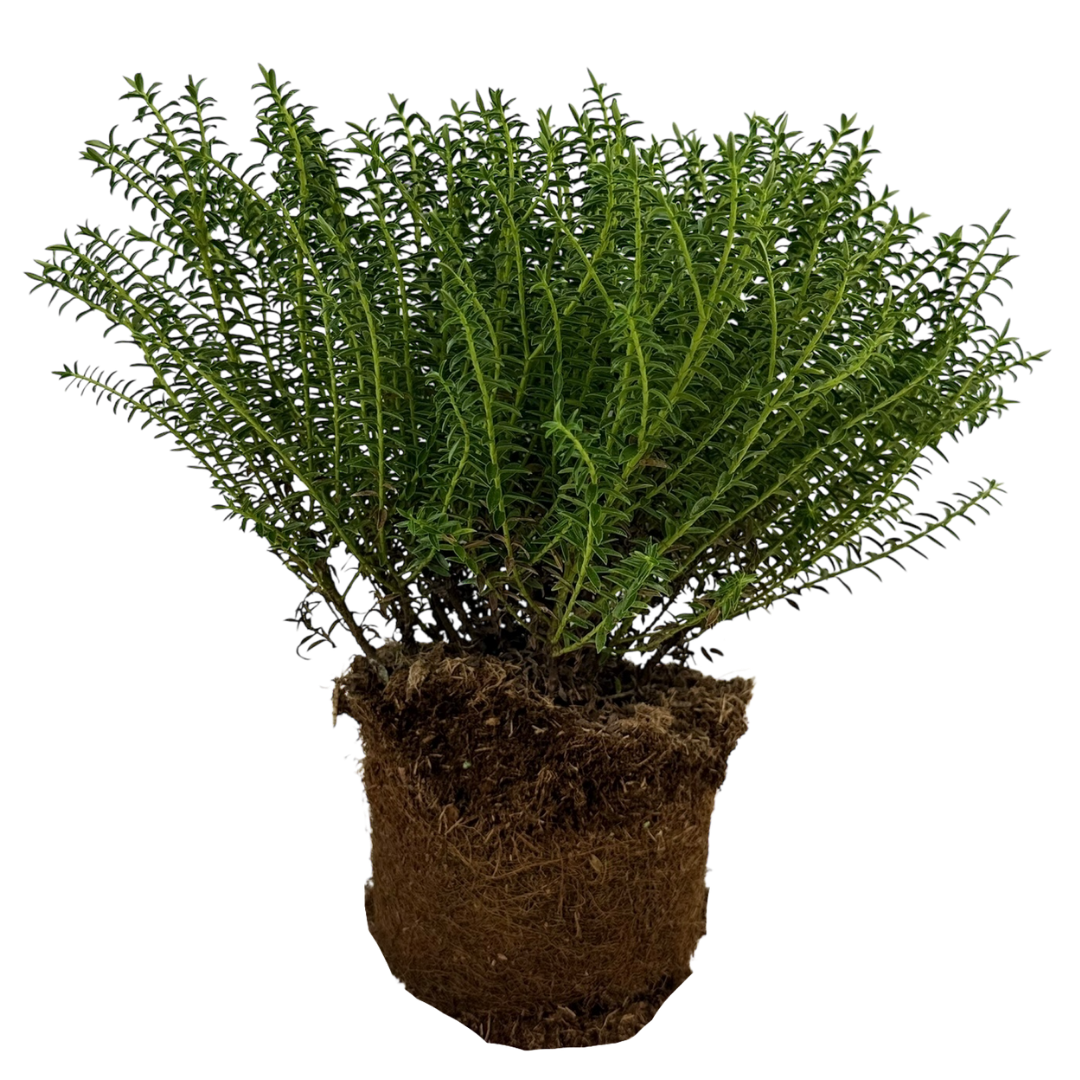 Veronica 'New Zealand' (Hebe)