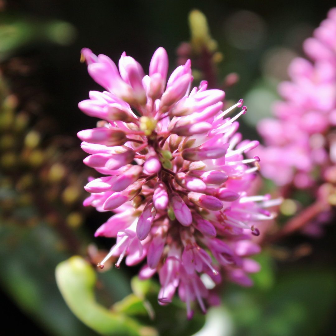 Veronica 'New Zealand' (Hebe)