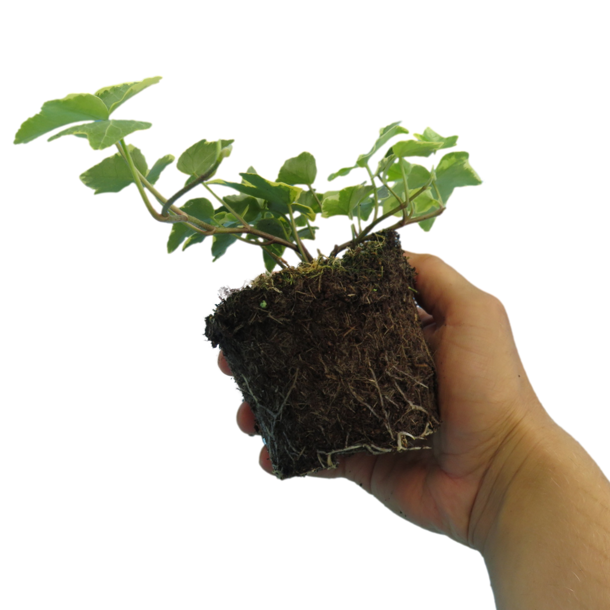 Hedera helix 'Gold' from Cedar Nursery, Cobham