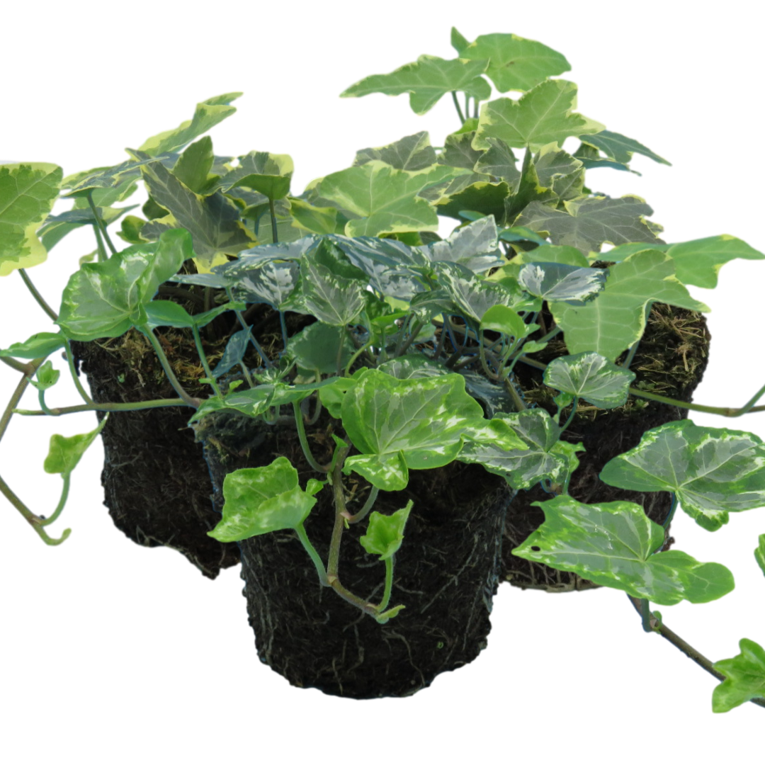 Hedera helix Growers Selection