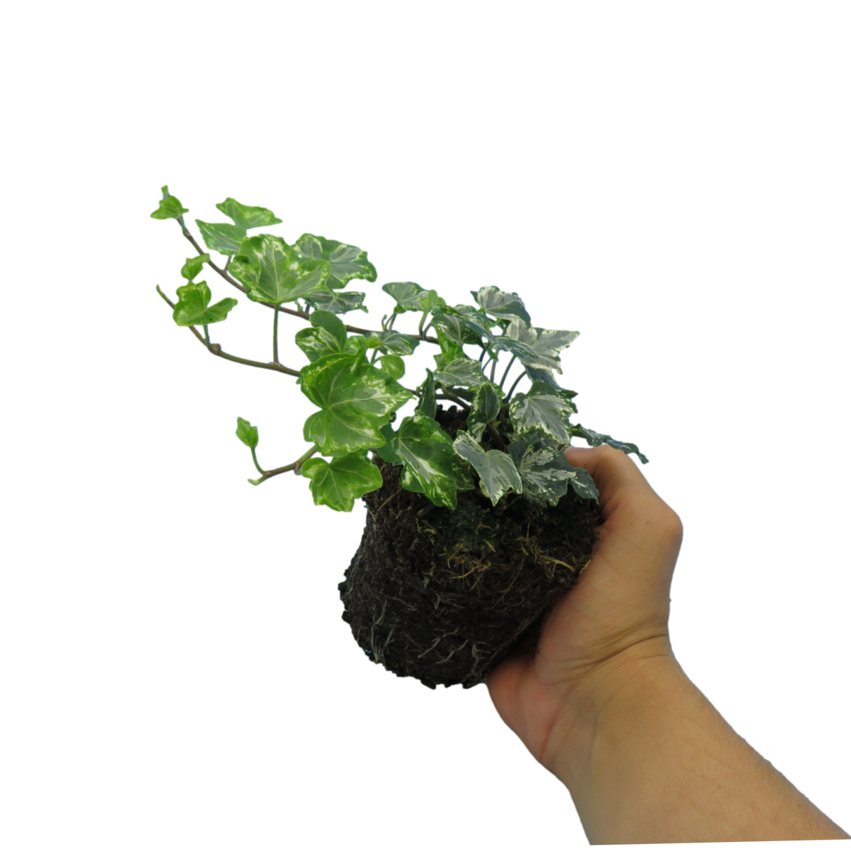 Hedera helix 'Silver' from Cedar Nursery, Cobham