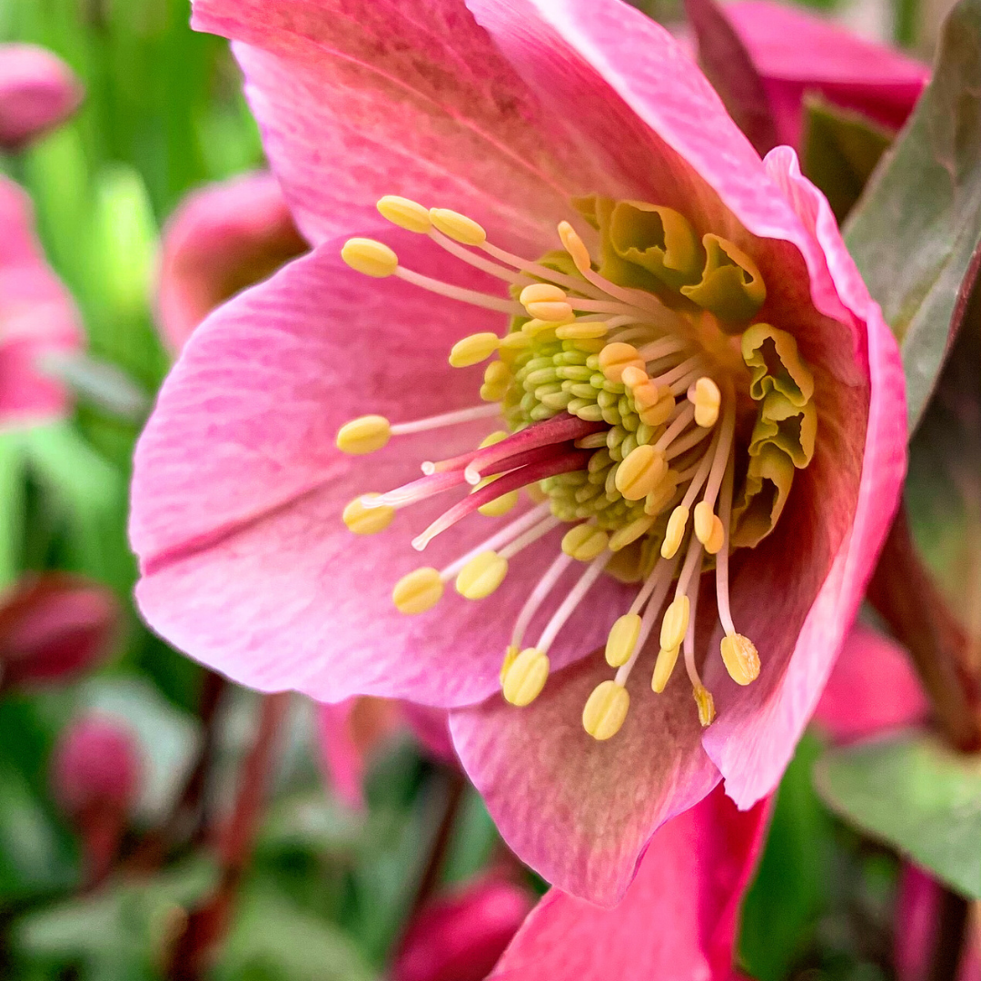 Helleborus (Rodney Davey Marbled Group) Penny's Pink ='Abcrd01' from Cedar Nursery, Cobham