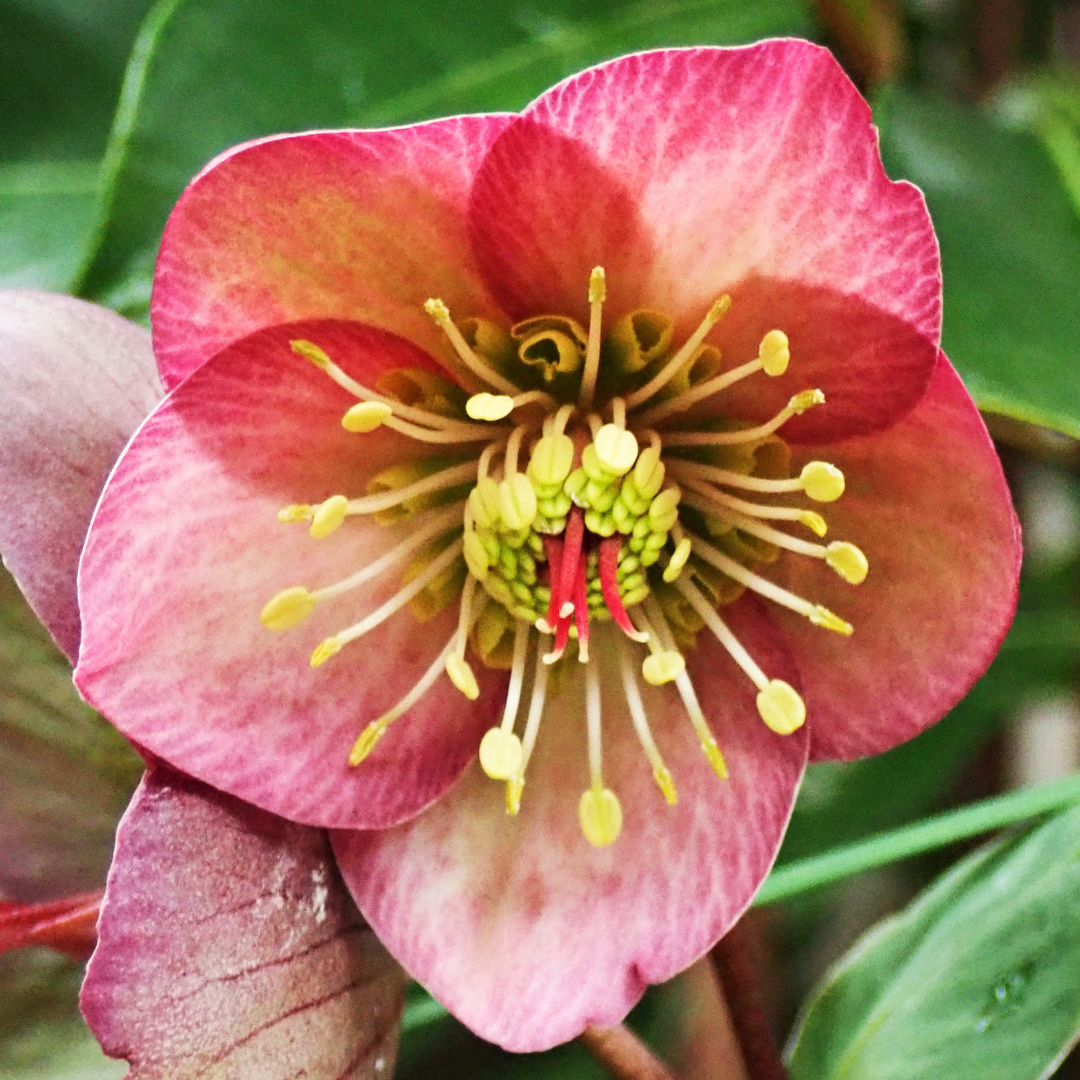 Helleborus (Rodney Davey Marbled Group) Penny's Pink ='Abcrd01'