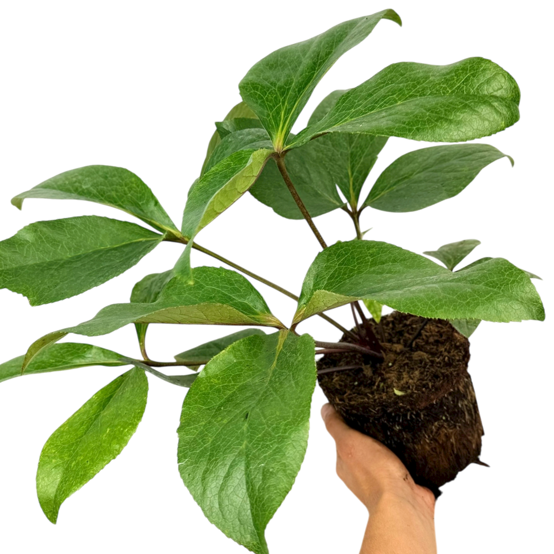 Helleborus 'Star of Passion'