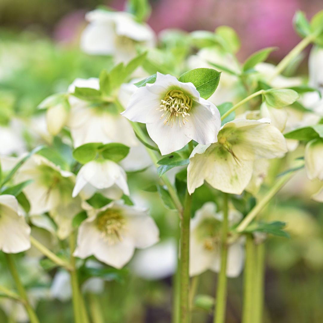 Helleborus x hybridus Winter Moonbeam 2L at Cedar Nursery Surrey
