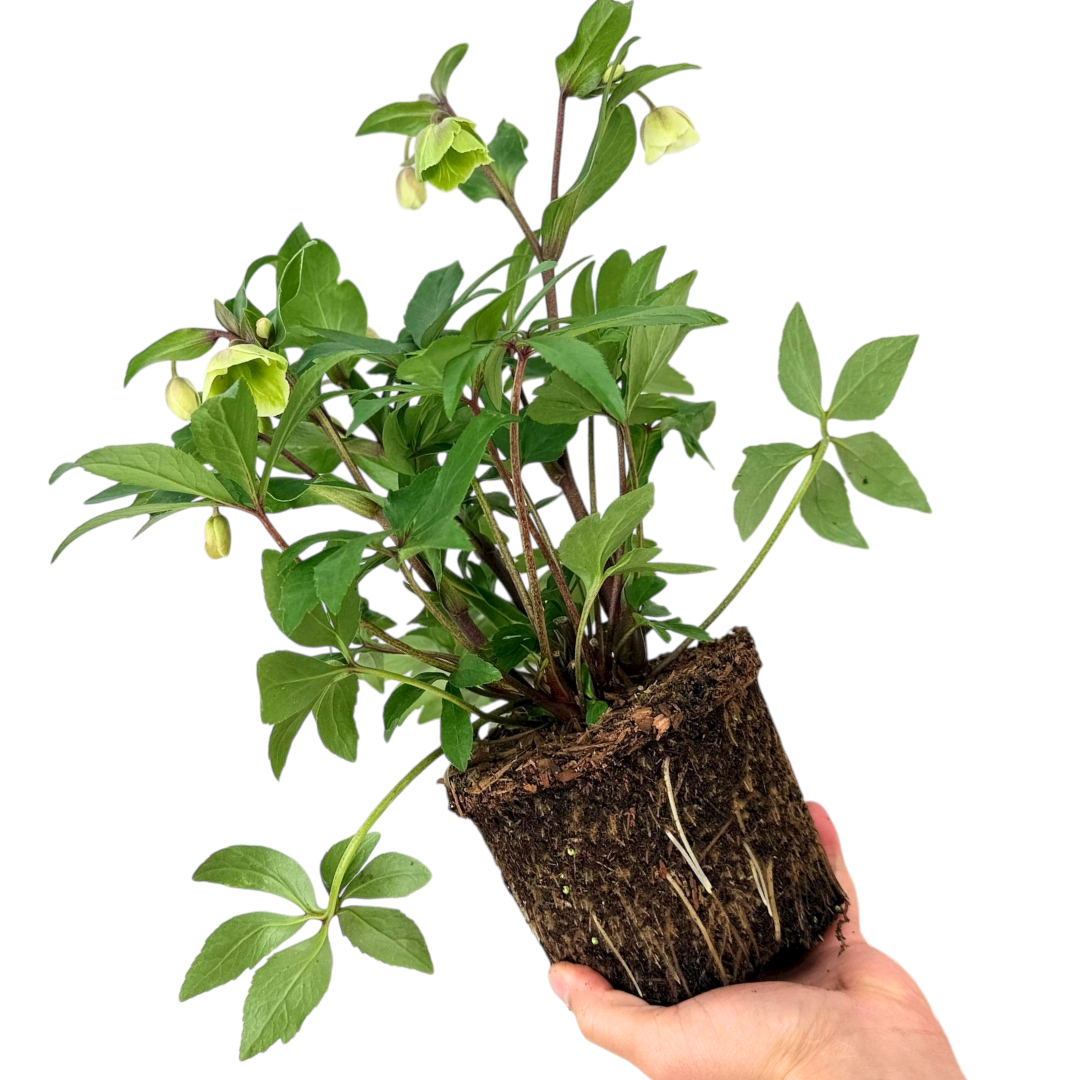 Helleborus x hybridus Winter Sunshine 2L at Cedar Nursery Surrey
