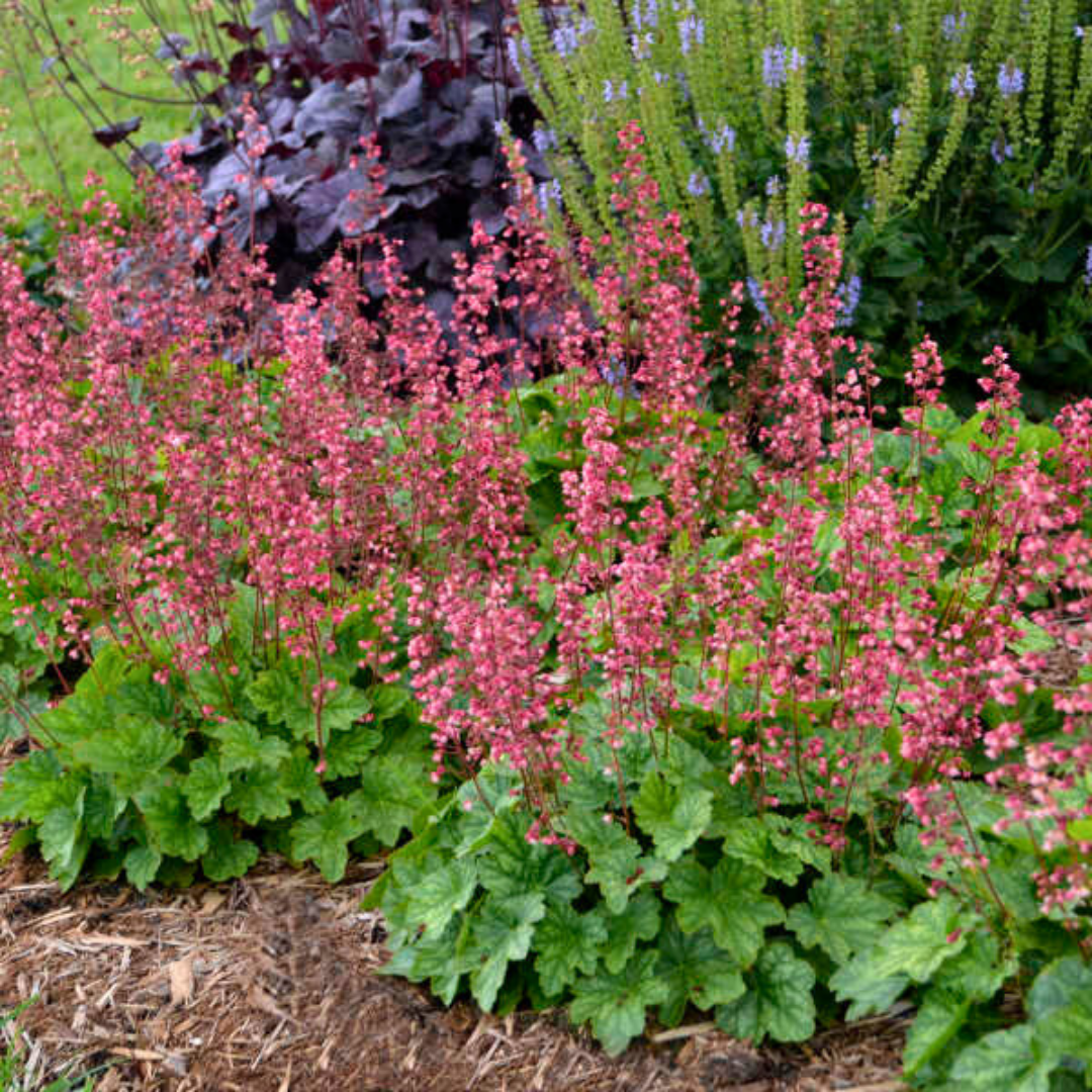 Heuchera Berry Timeless from Cedar Nursery, Cobham