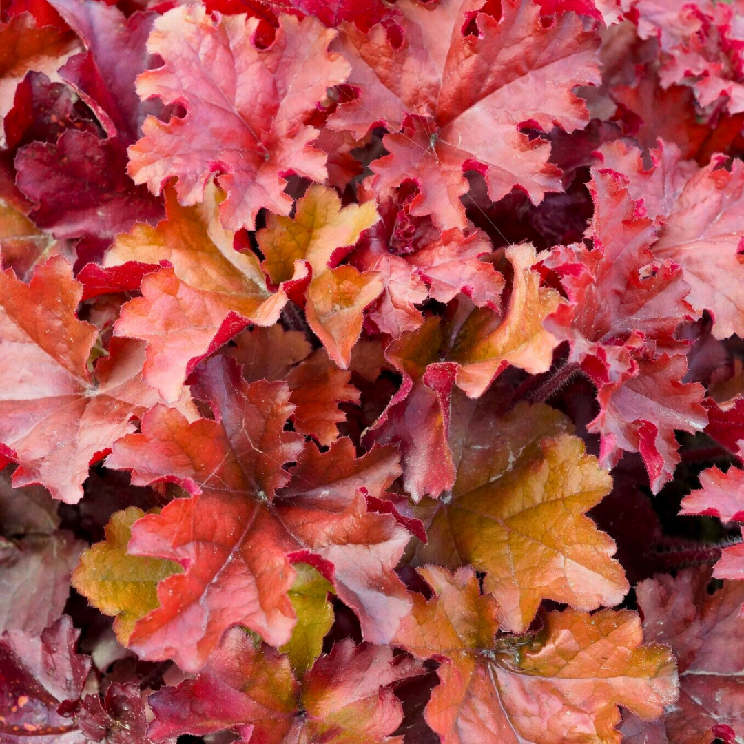 Heuchera 'Boysenberry' (Indian Summer Series) from Cedar Nursery, Cobham