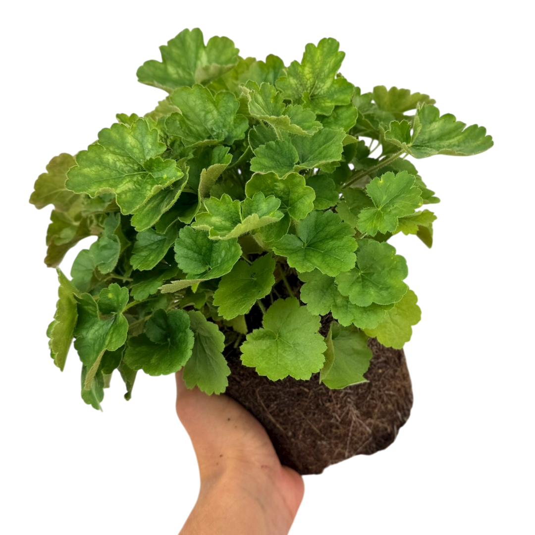Heuchera sanguinea 'Coral Forest' from Cedar Nursery, Cobham