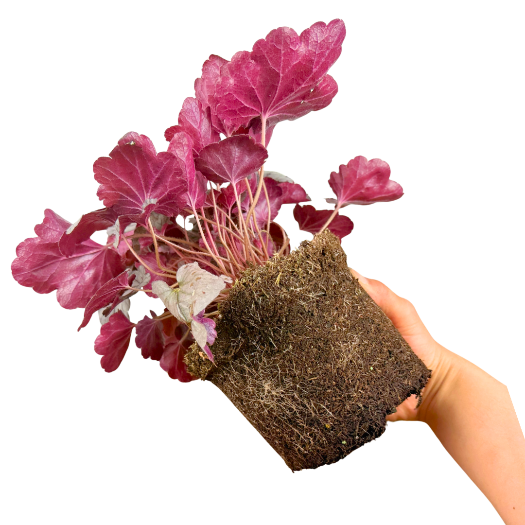 Heuchera Huckleberry ='Ifhehb' (Indian Summer Series) from Cedar Nursery, Cobham