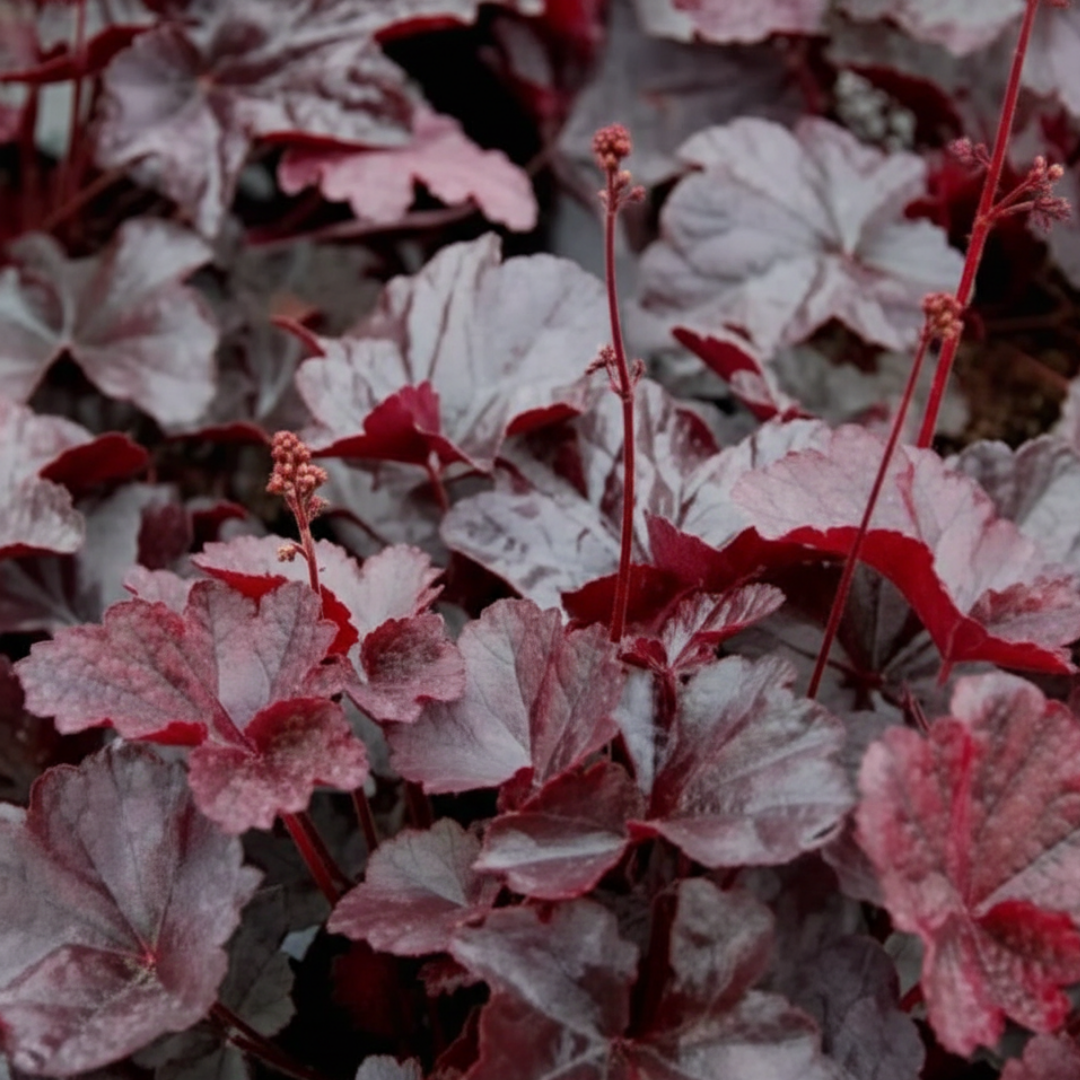 Heuchera 'Obsidian' from Cedar Nursery, Cobham