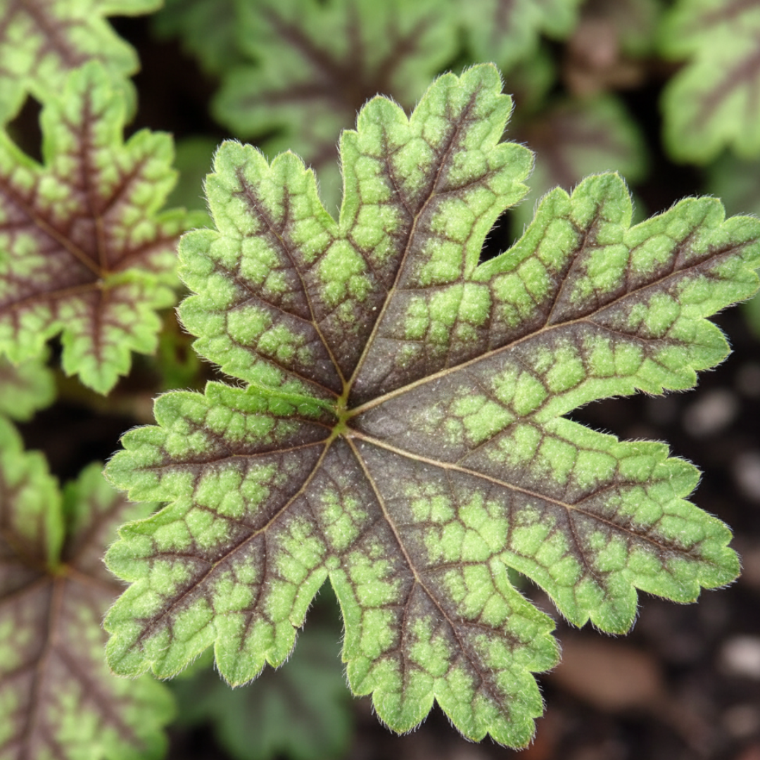 Heuchera 'Tapestry' from Cedar Nursery, Cobham