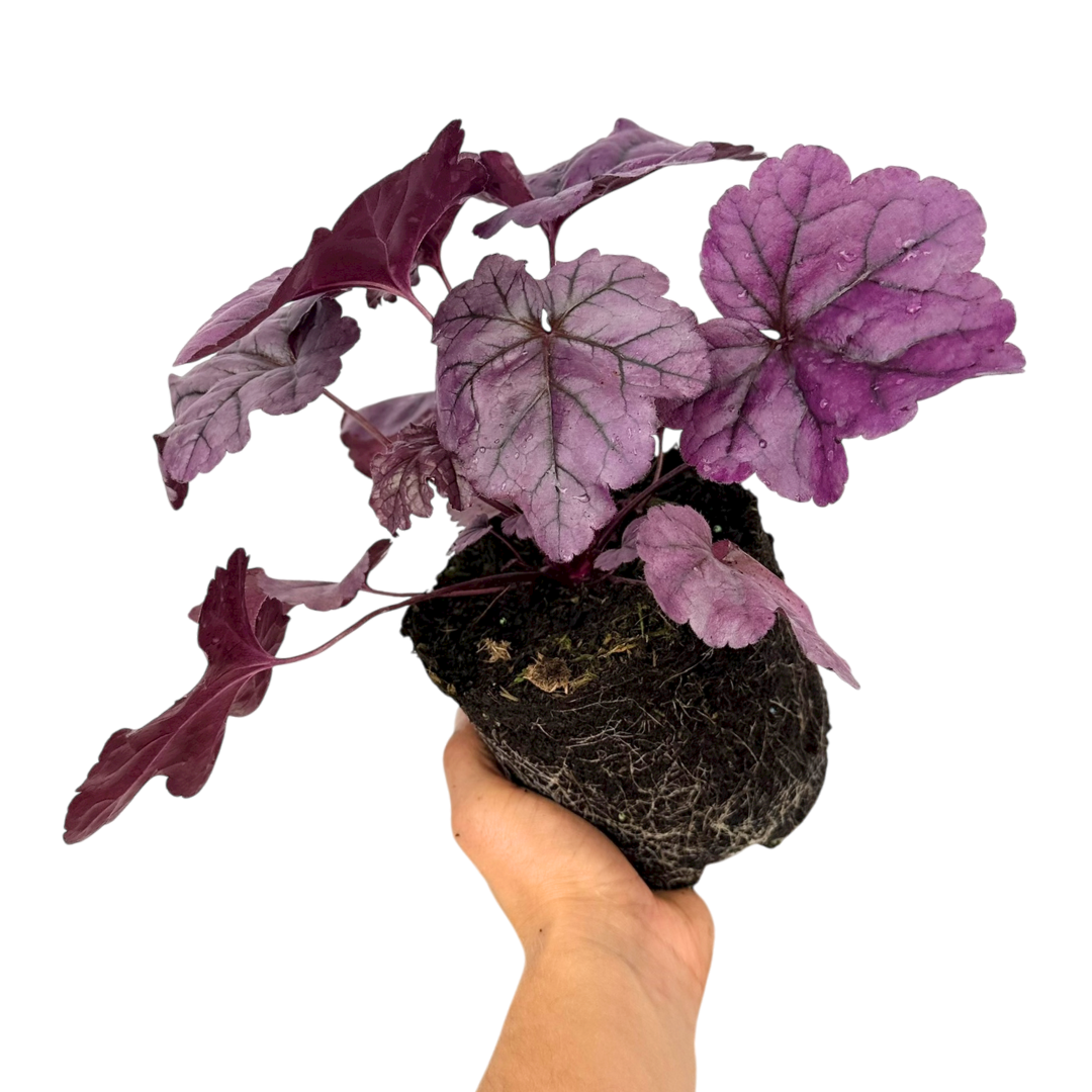 Heuchera 'Wildberry' (Dolce Series) from Cedar Nursery, Cobham