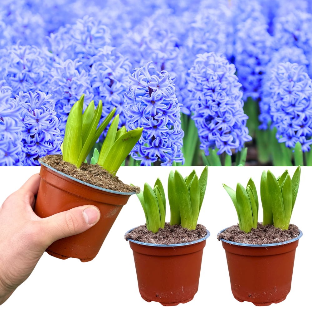 Hyacinthus orientalis Blue 1L at Cedar Nursery Surrey