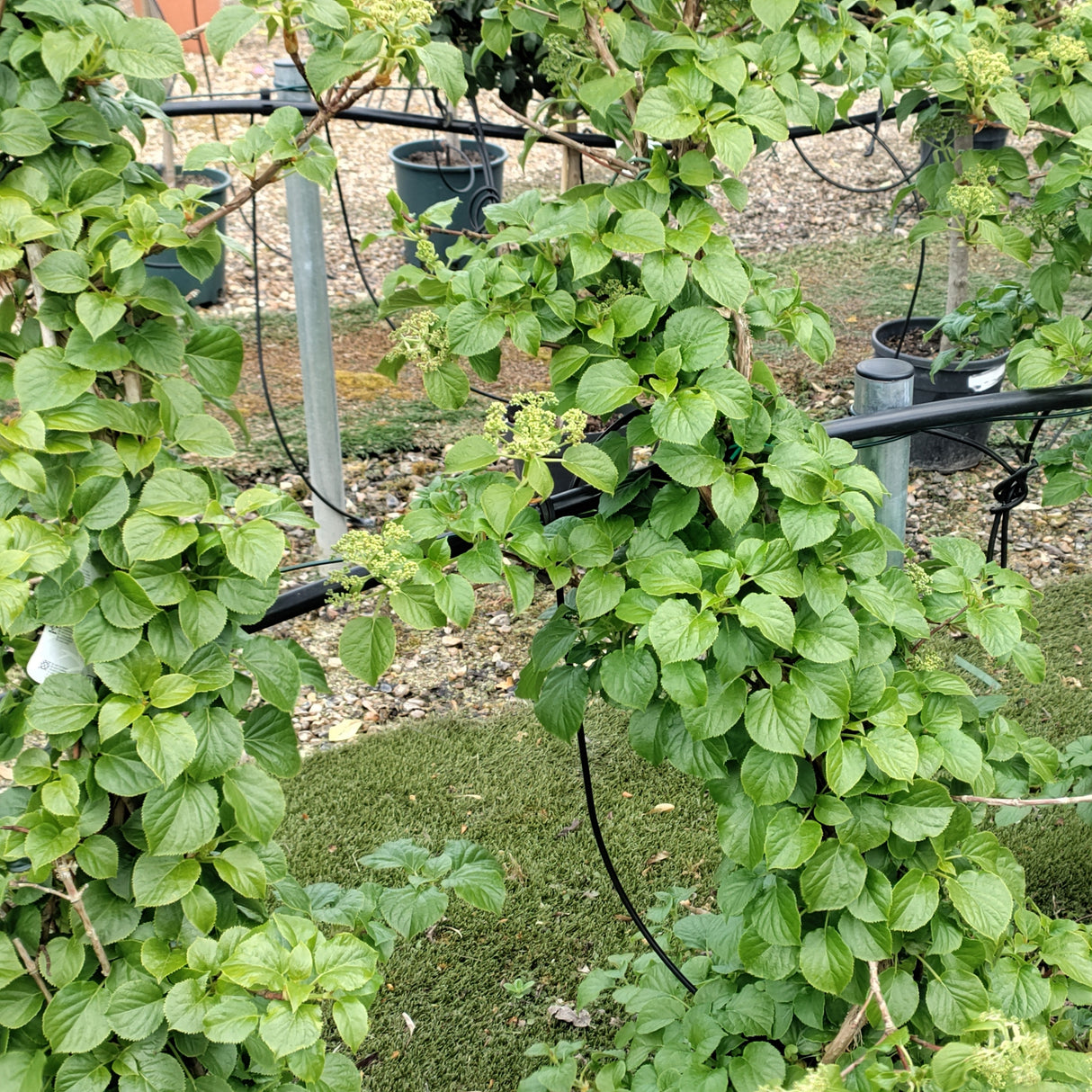 Hydrangea anomala subsp. petiolaris - 7.5 litre