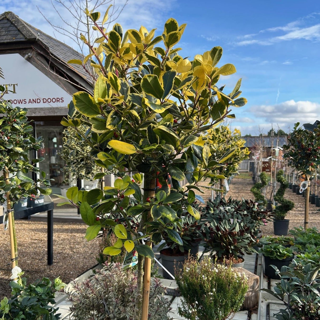Ilex x altaclerensis 'Golden King'