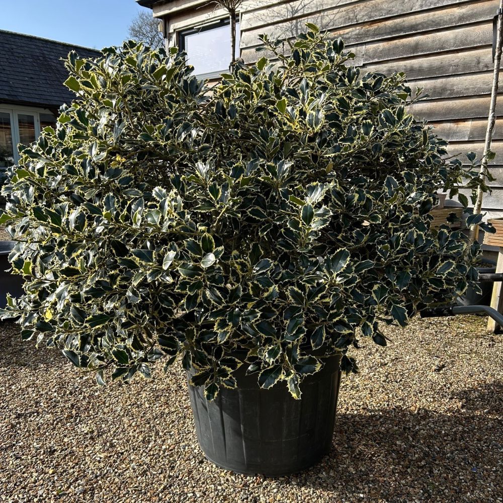 Buy Ilex aquifolium 'Aureomarginata' direct from Cedar Nursery in Surrey