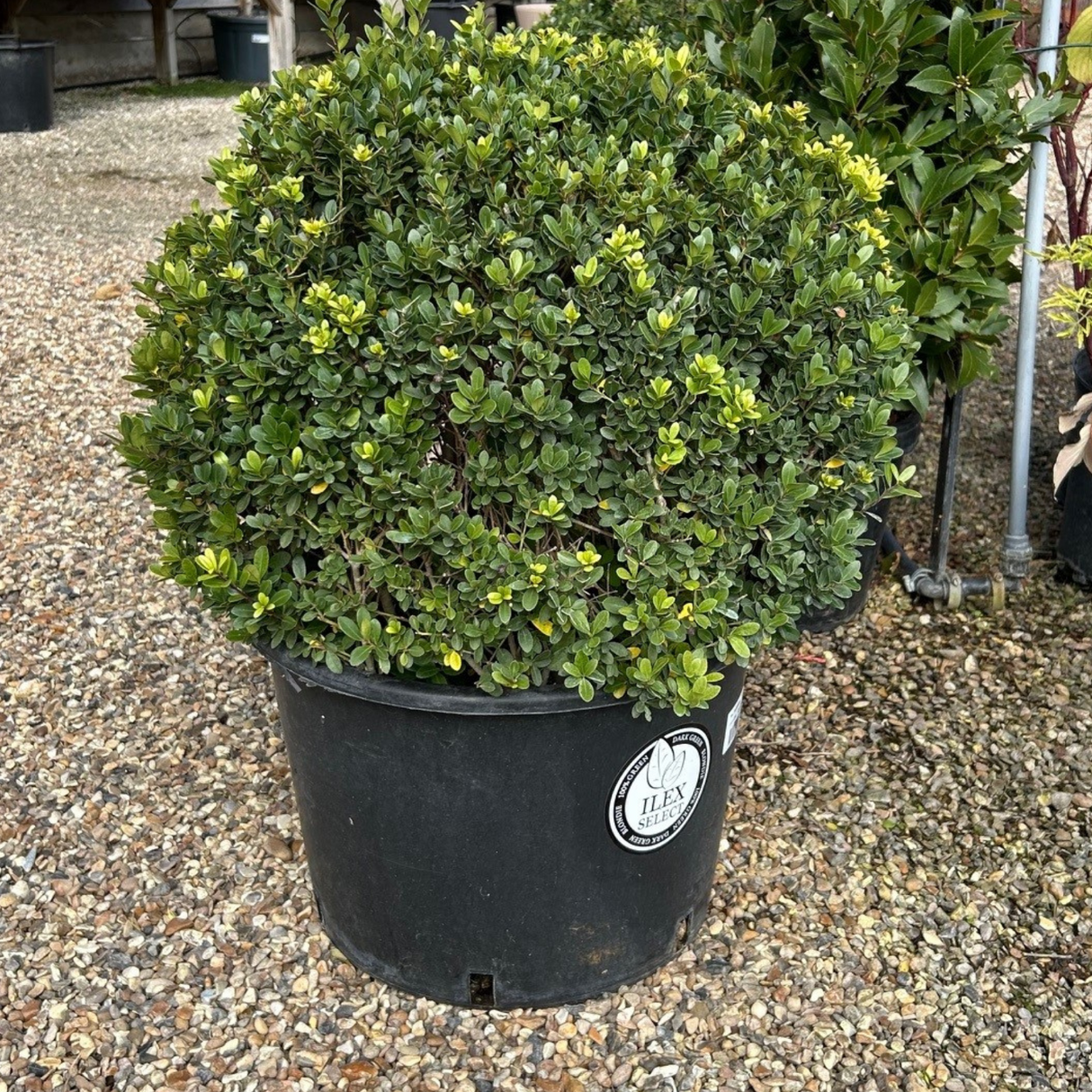 Ilex crenata Dark Green