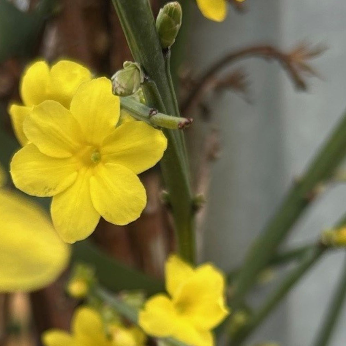 Buy Jasminum nudiflorum direct from Cedar Nursery, Surrey